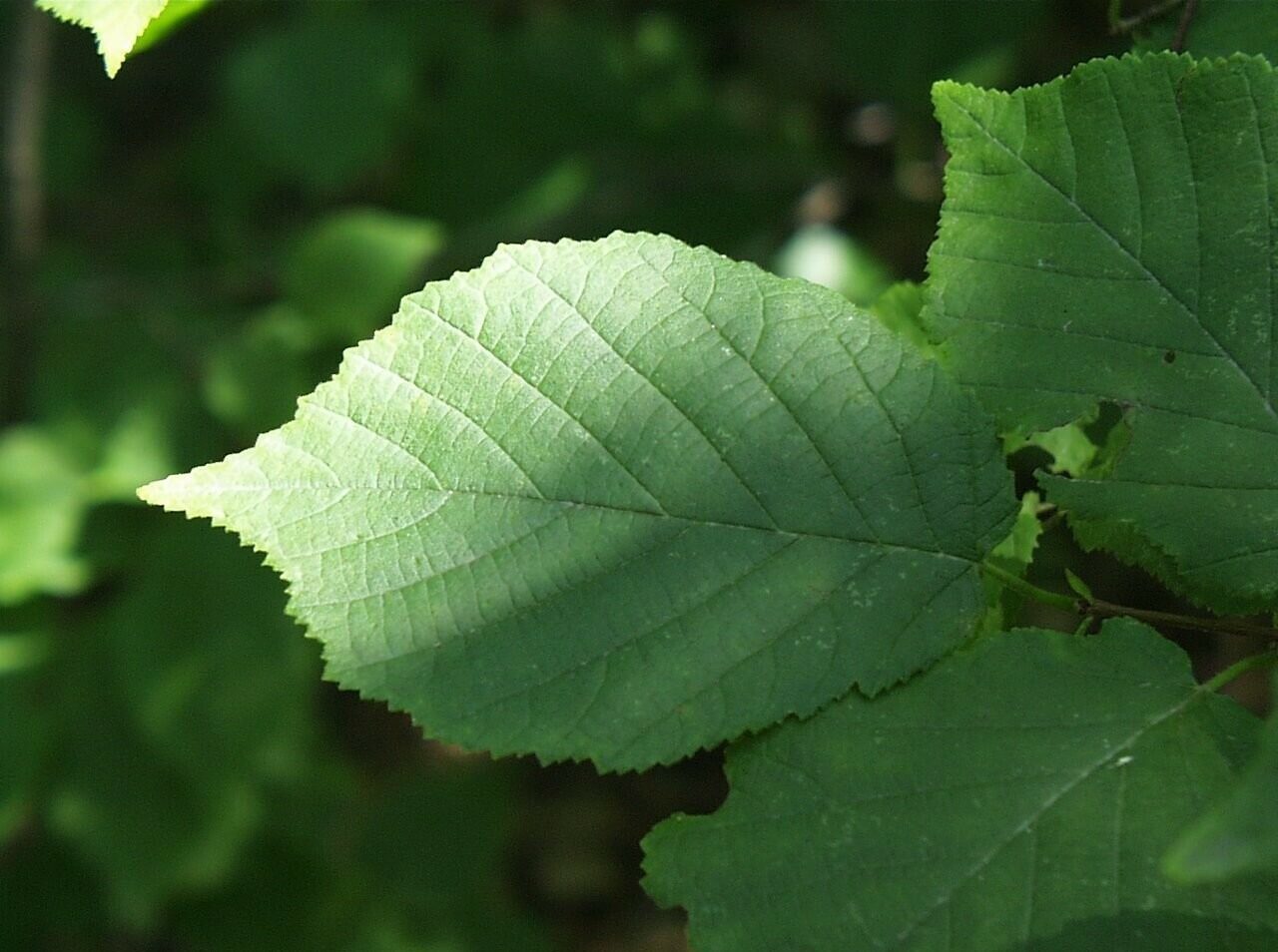 American Hazelnut (Corylus americana) showing nuts inside fringed leafy involucre