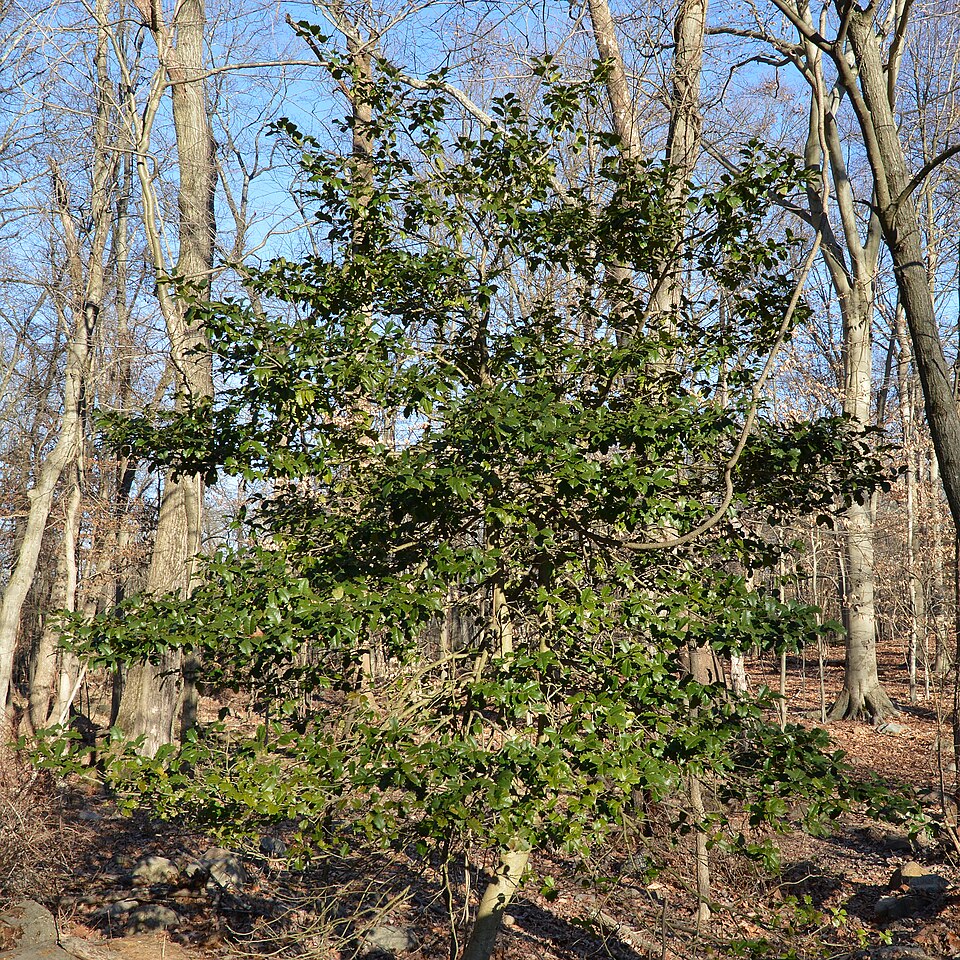 American Holly (Ilex opaca) with glossy spiny leaves and bright red berries