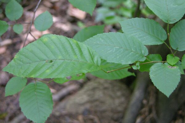American Hornbeam (Carpinus caroliniana) showing characteristic smooth fluted blue-gray bark
