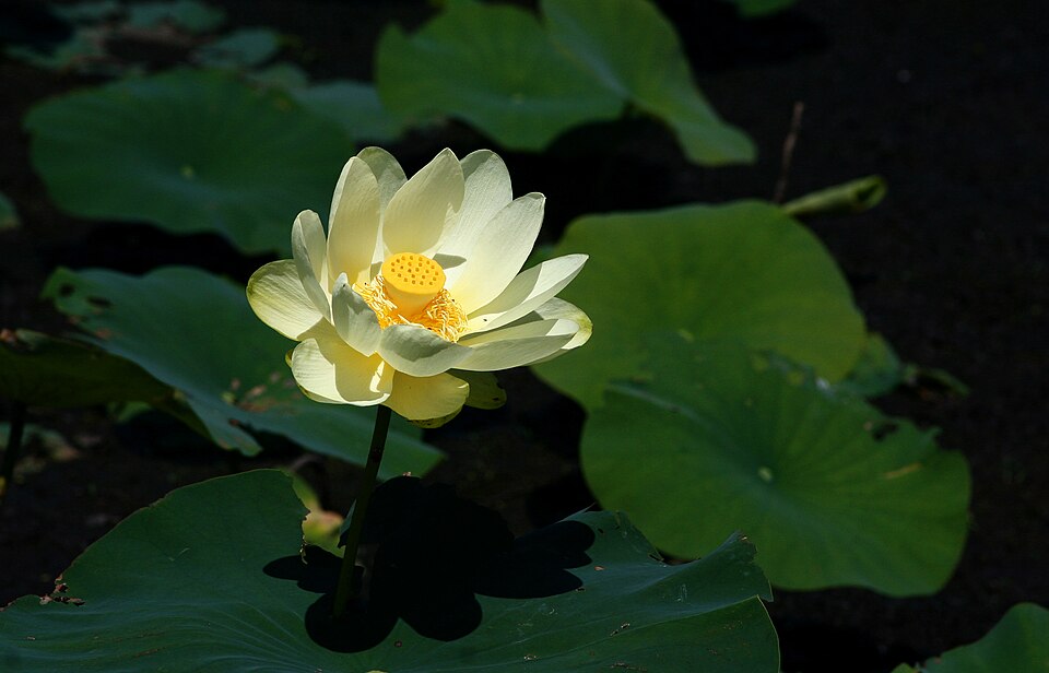 American Lotus (Nelumbo lutea) flower rising above enormous round blue-green leaves on a calm backwater