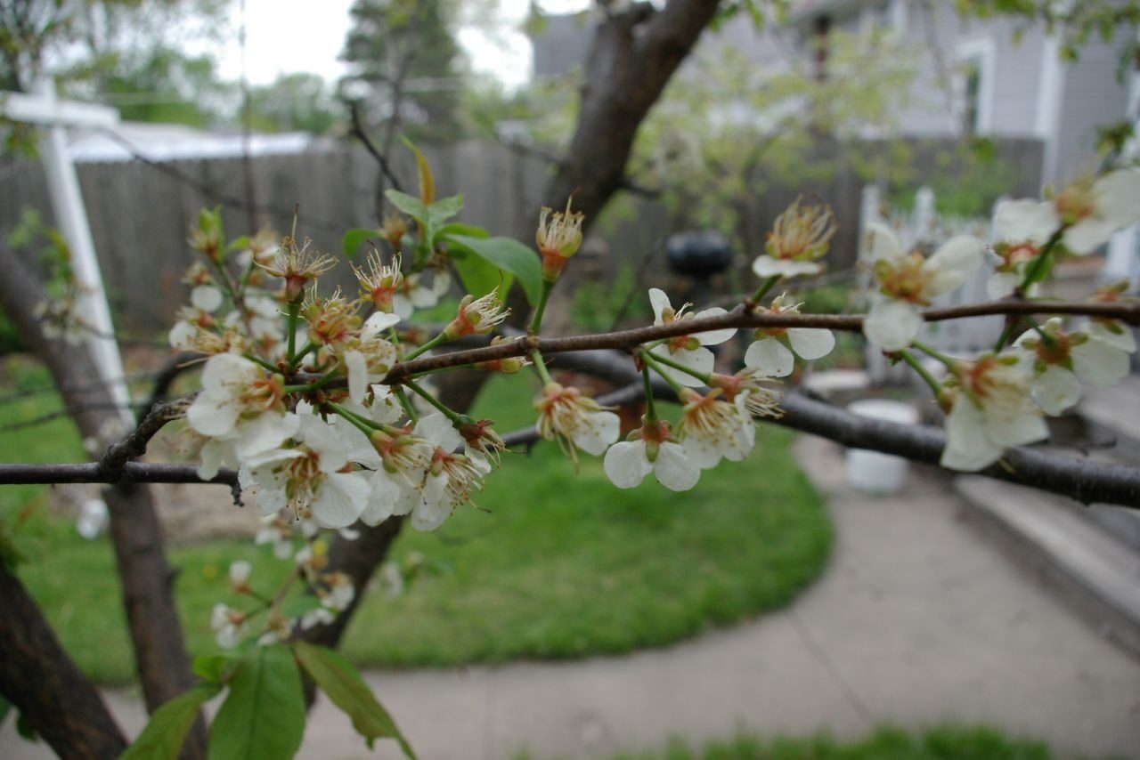 American Plum (Prunus americana) in white spring bloom