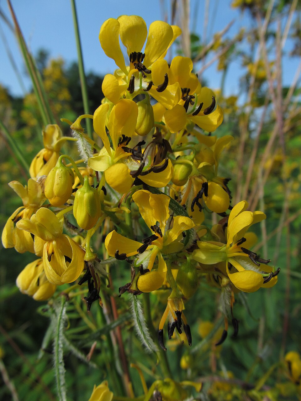 American Senna (Senna hebecarpa) with terminal racemes of bright yellow flowers and compound leaves