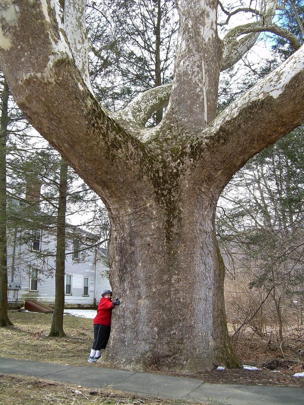 American Sycamore (Platanus occidentalis) trunk showing characteristic puzzle-piece exfoliating bark