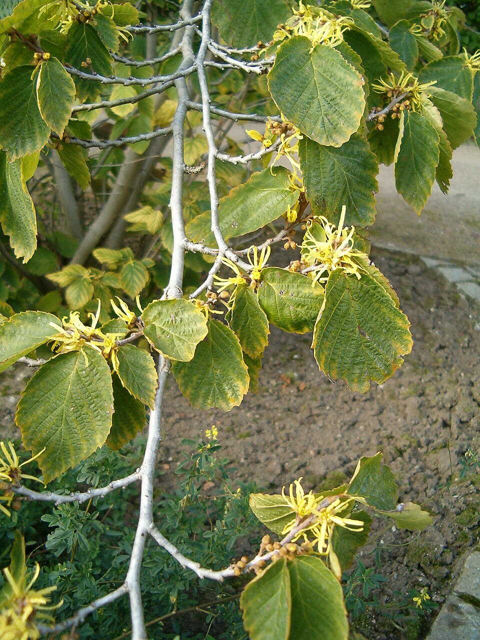 American Witch Hazel (Hamamelis virginiana) with spidery yellow fall flowers
