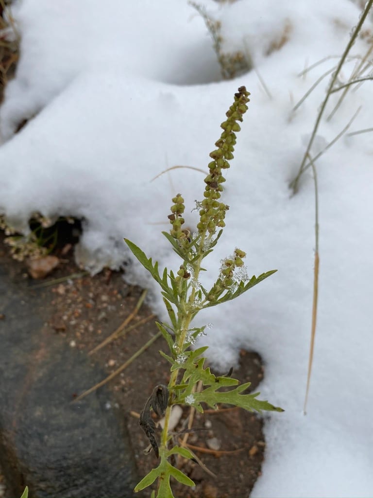 Ragweed (Ambrosia × helenae)