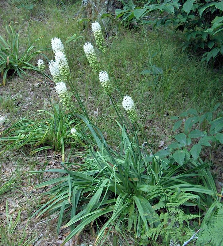 Fly poison (Amianthium muscitoxicum)