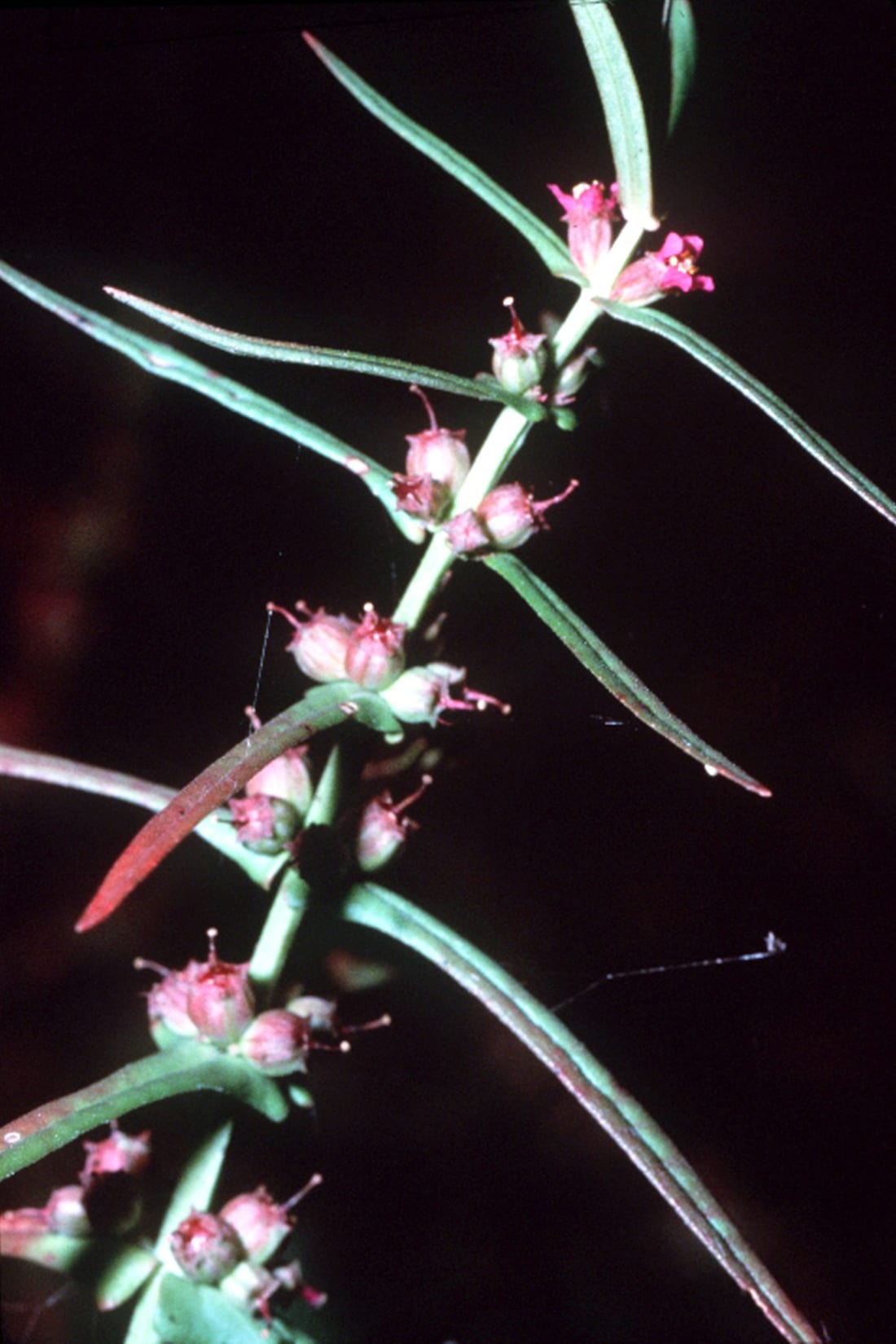 Valley redstem (Ammannia coccinea)