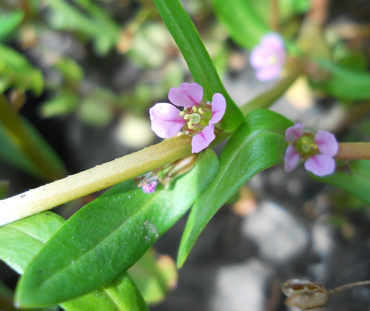 Grand redstem (Ammannia robusta)