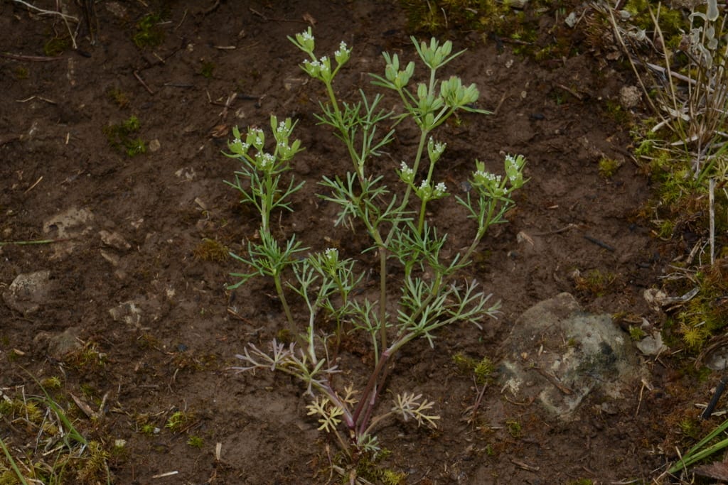 Plains sandparsley (Ammoselinum popei)