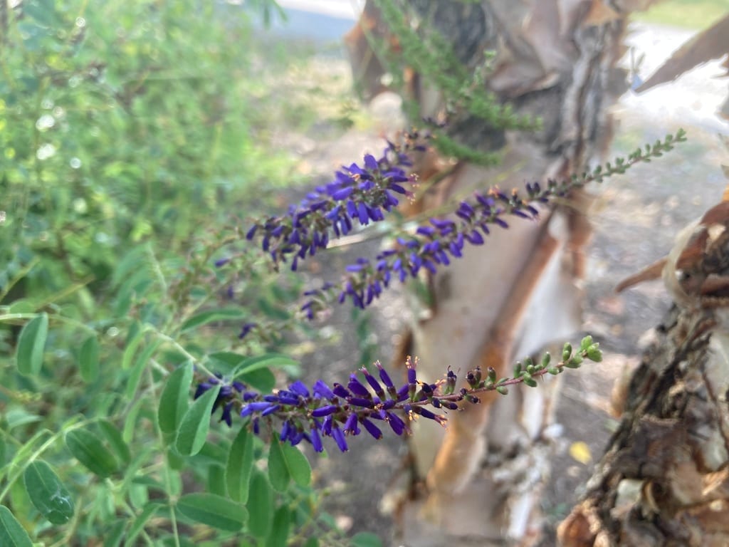 Smooth false indigo (Amorpha laevigata)