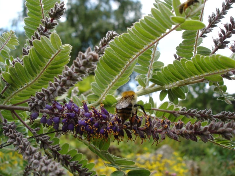 Dwarf false indigo (Amorpha nana)