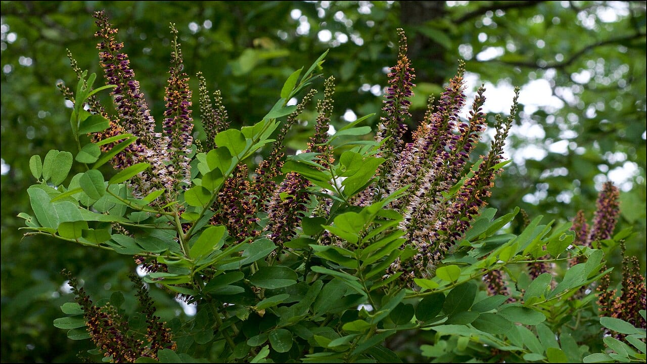 Ouachita false indigo (Amorpha ouachitensis)