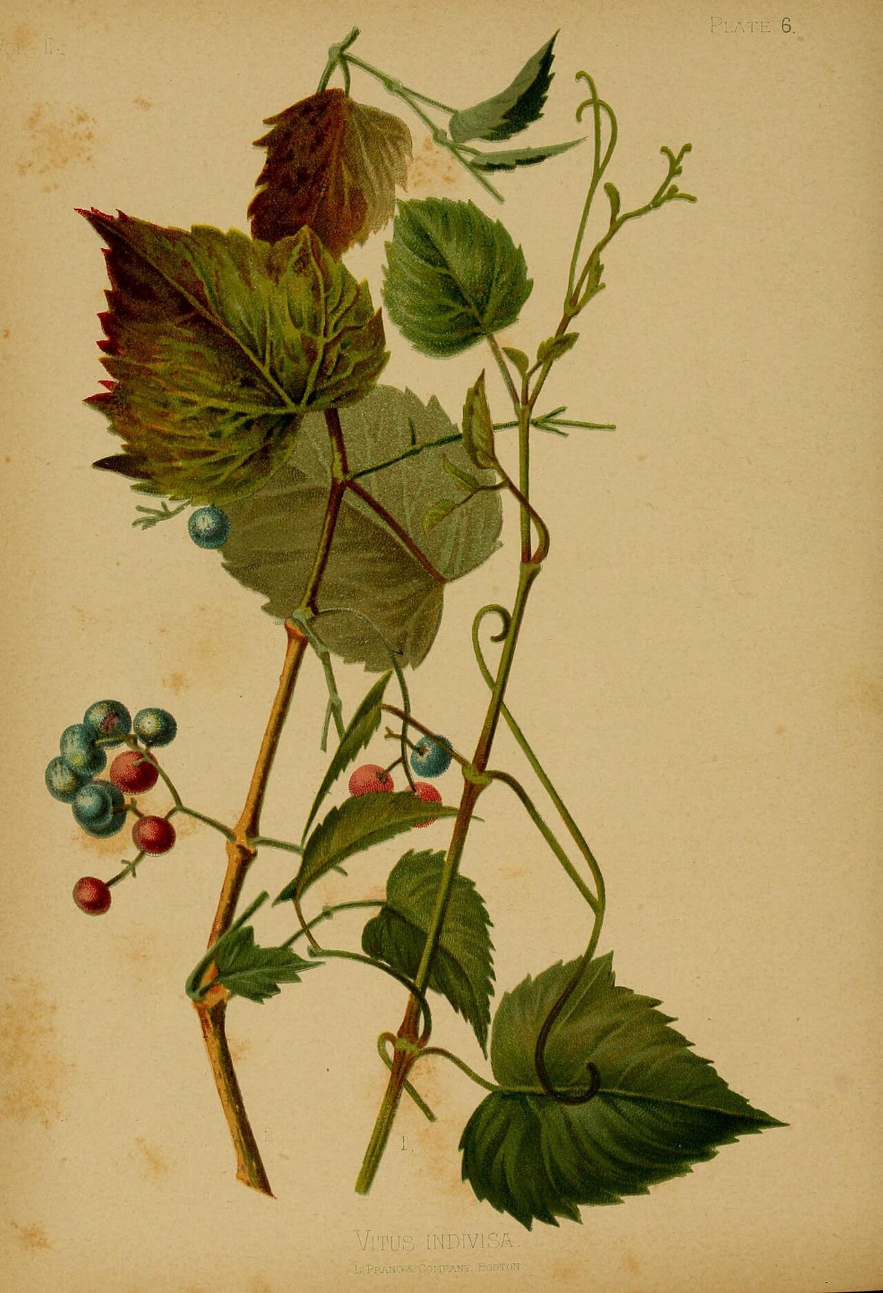 Heartleaf peppervine (Ampelopsis cordata)