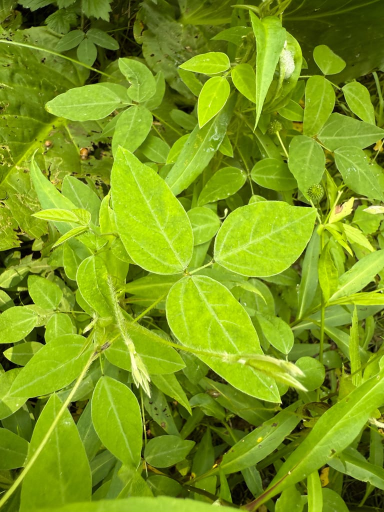 American hogpeanut (Amphicarpaea bracteata var. bracteata)