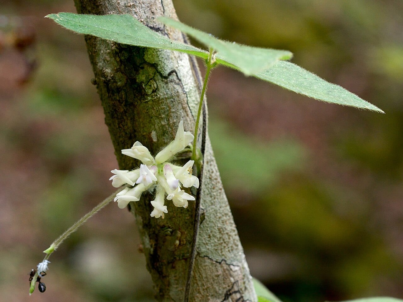 American hogpeanut (Amphicarpaea bracteata)