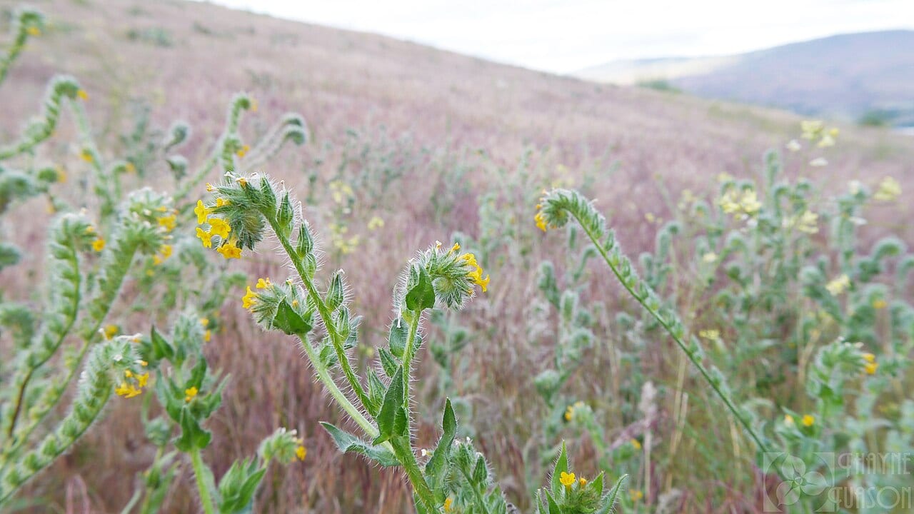 Tarweed fiddleneck (Amsinckia lycopsoides)