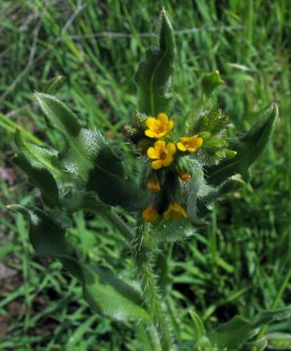 Menzies' fiddleneck (Amsinckia menziesii)