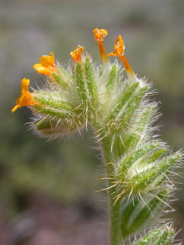 Bristly fiddleneck (Amsinckia tessellata var. tessellata)