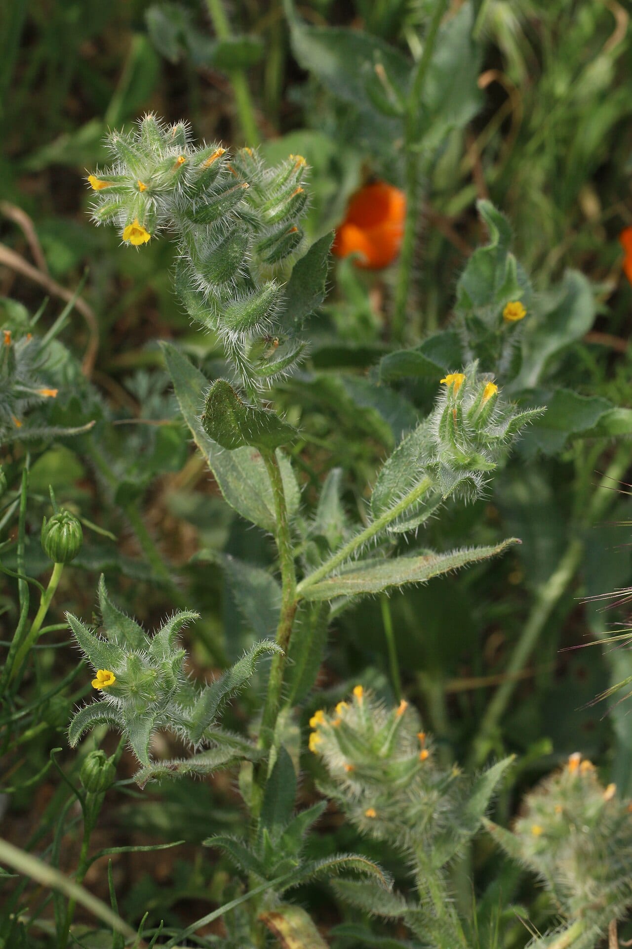 Bristly fiddleneck (Amsinckia tessellata)