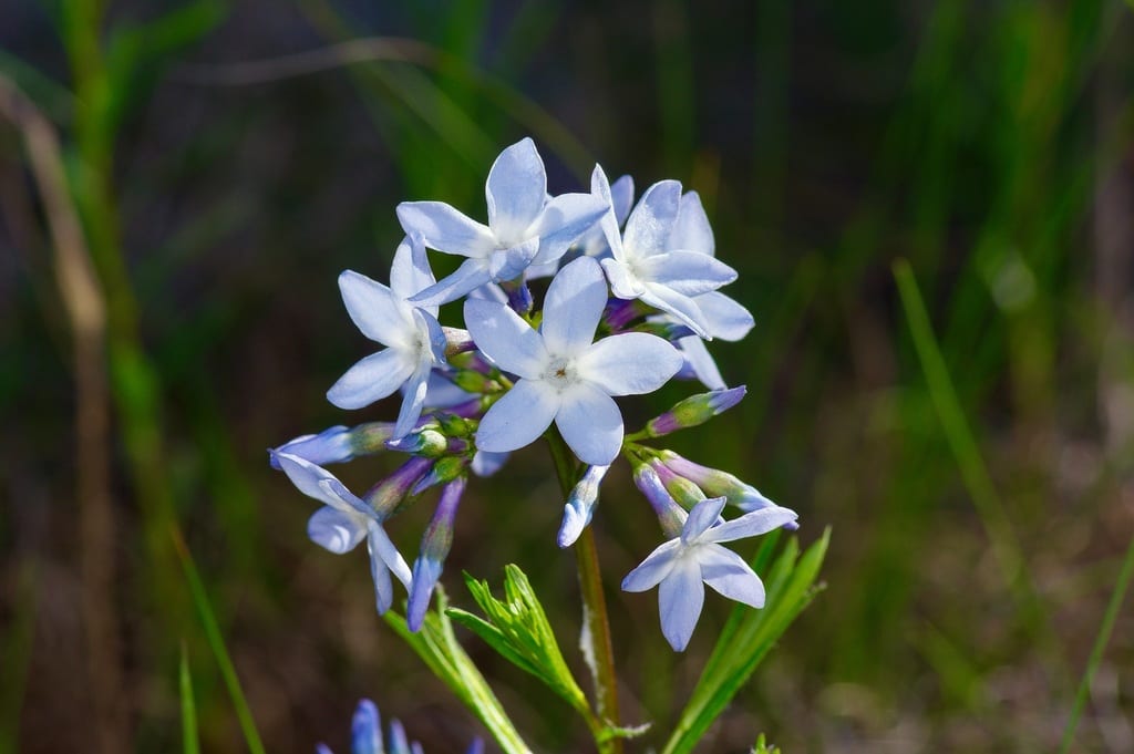 Fringed bluestar (Amsonia ciliata var. ciliata)