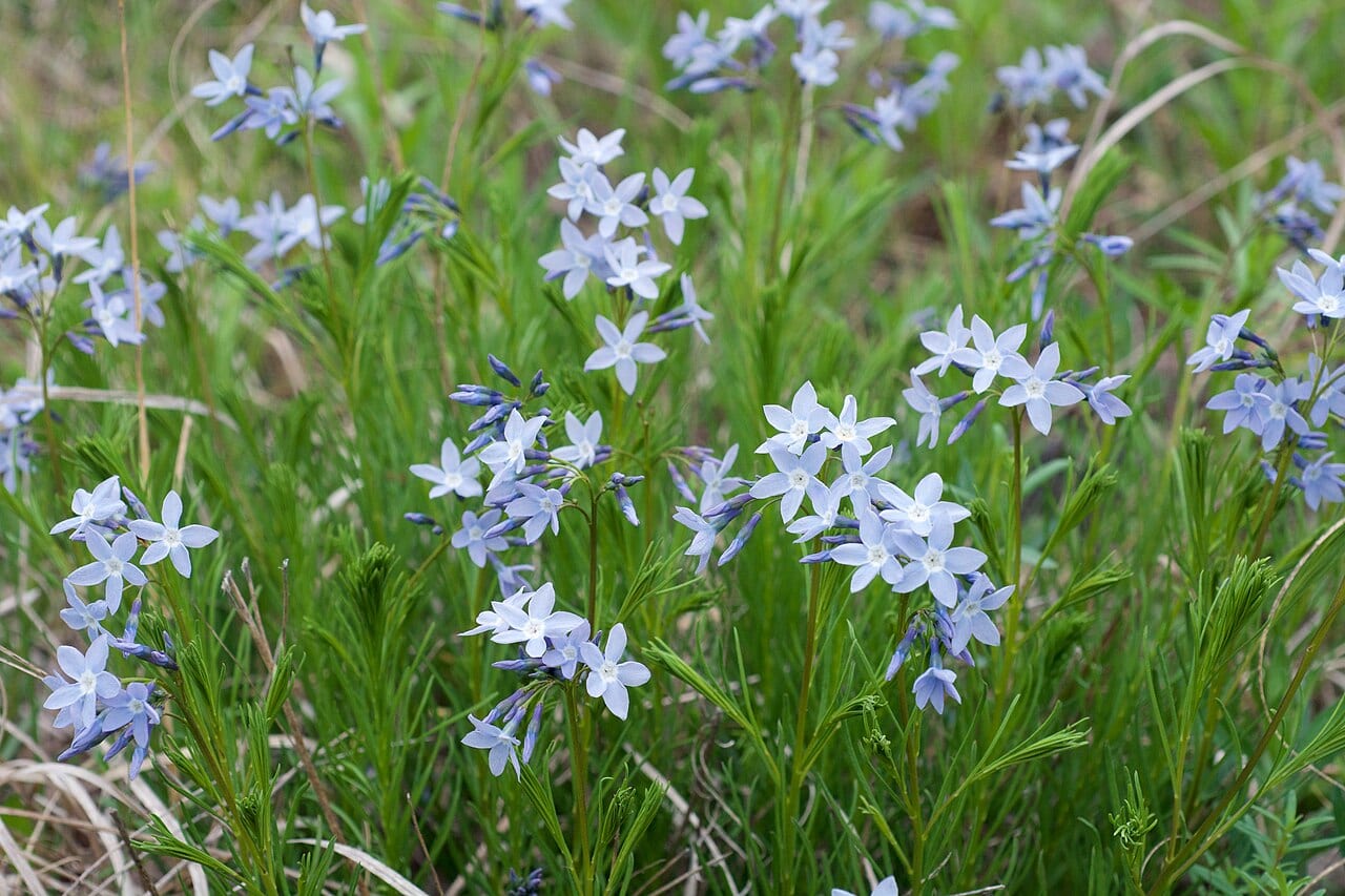 Fringed bluestar (Amsonia ciliata)