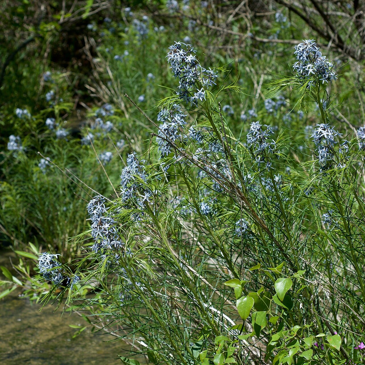 Hubricht's bluestar (Amsonia hubrichtii)
