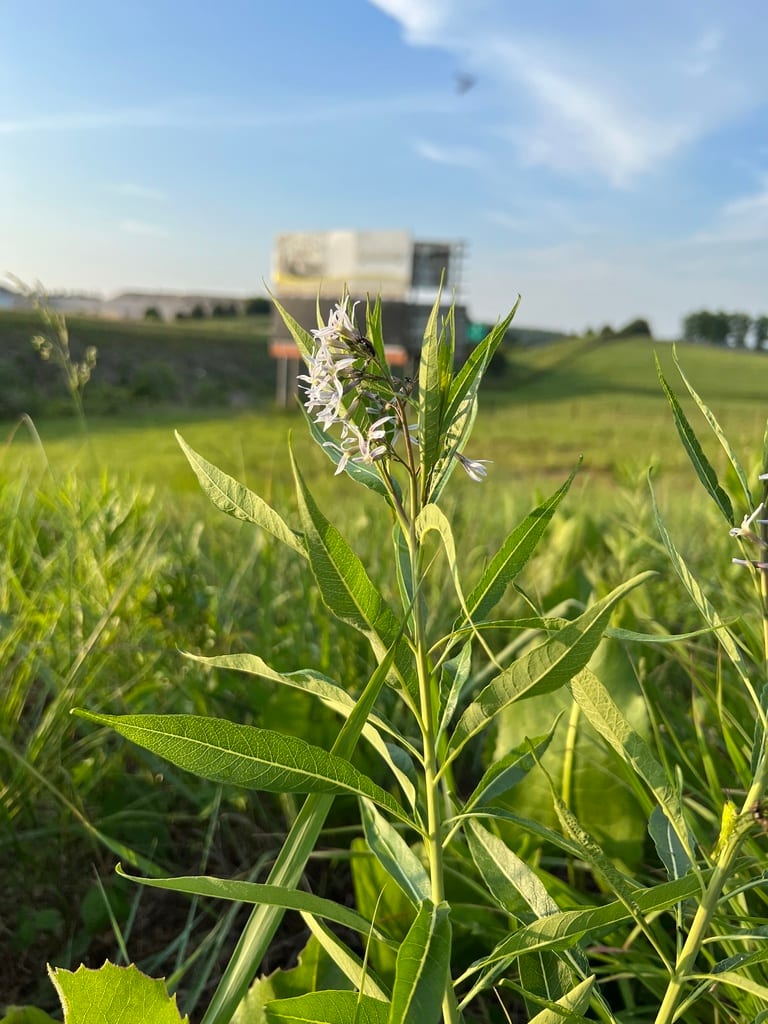 Ozark bluestar (Amsonia illustris)