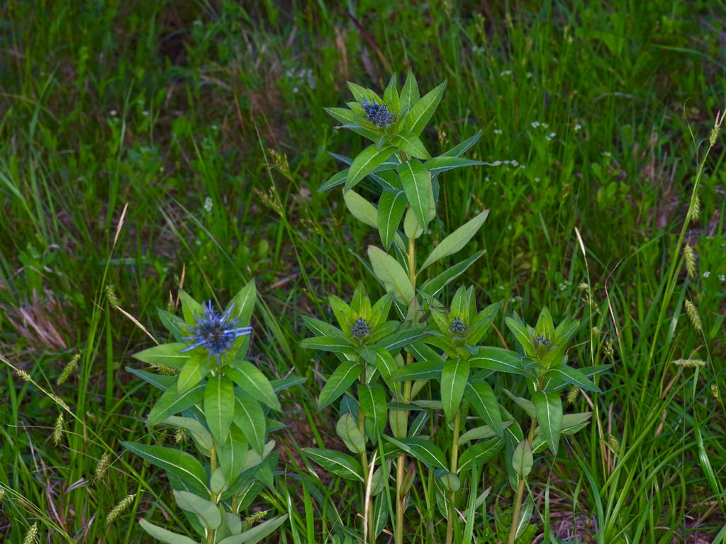 Eastern bluestar (Amsonia tabernaemontana var. salicifolia)