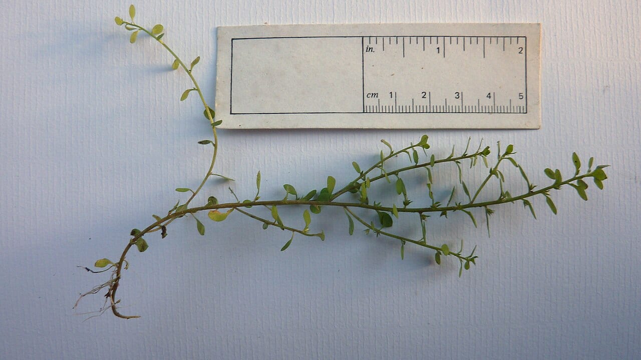 Chaffweed (Anagallis minima)