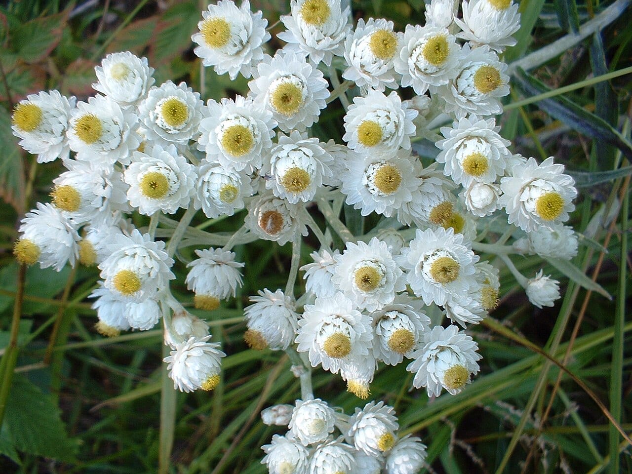 Western pearly everlasting (Anaphalis margaritacea)