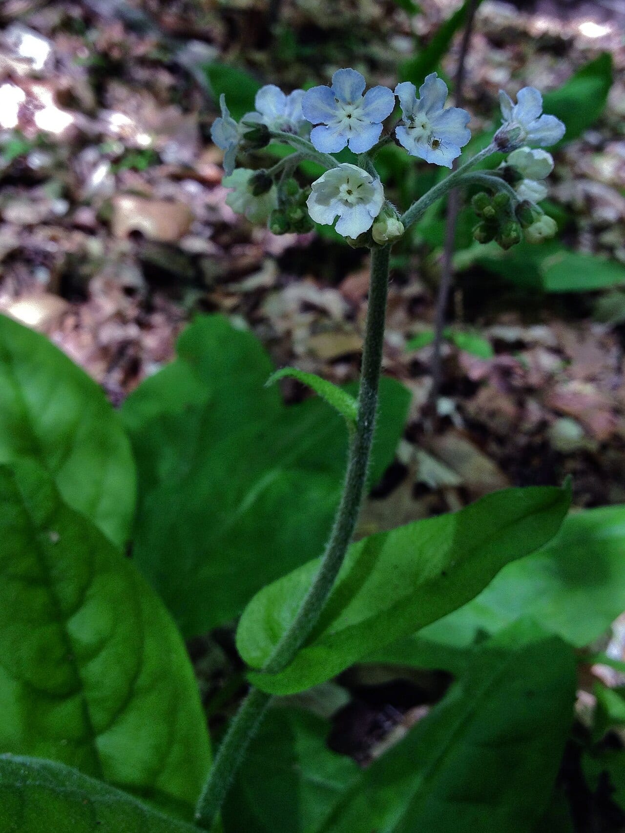 Southern wild comfrey (Andersonglossum virginianum)