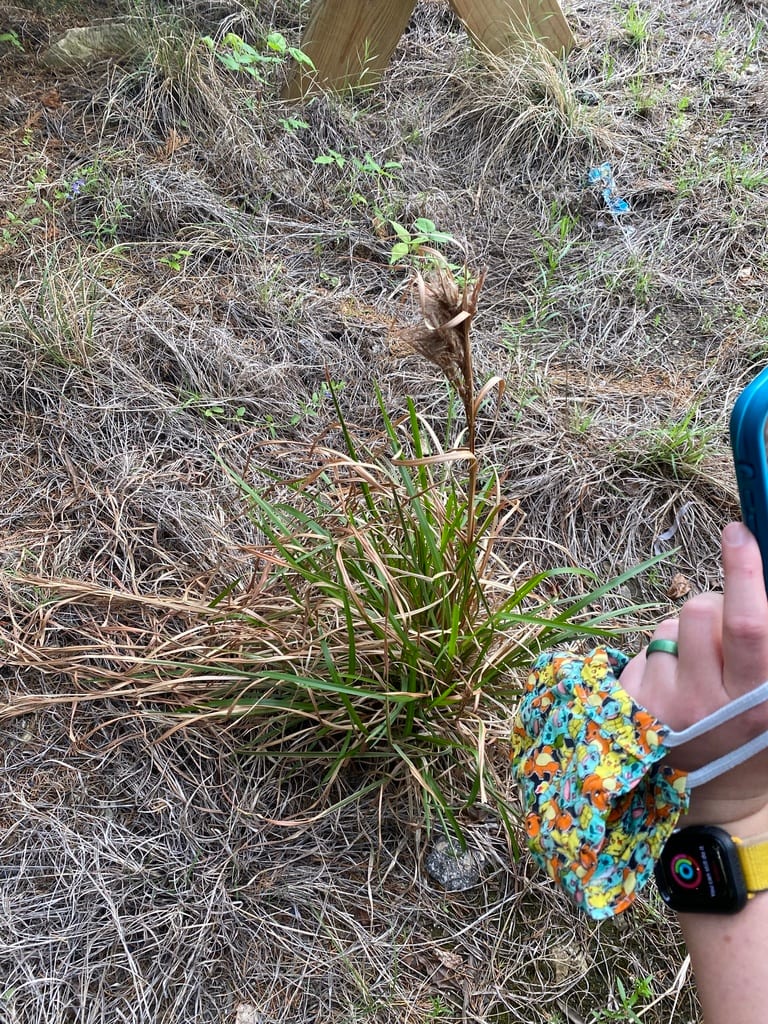 Bushy bluestem (Andropogon glomeratus var. glomeratus)