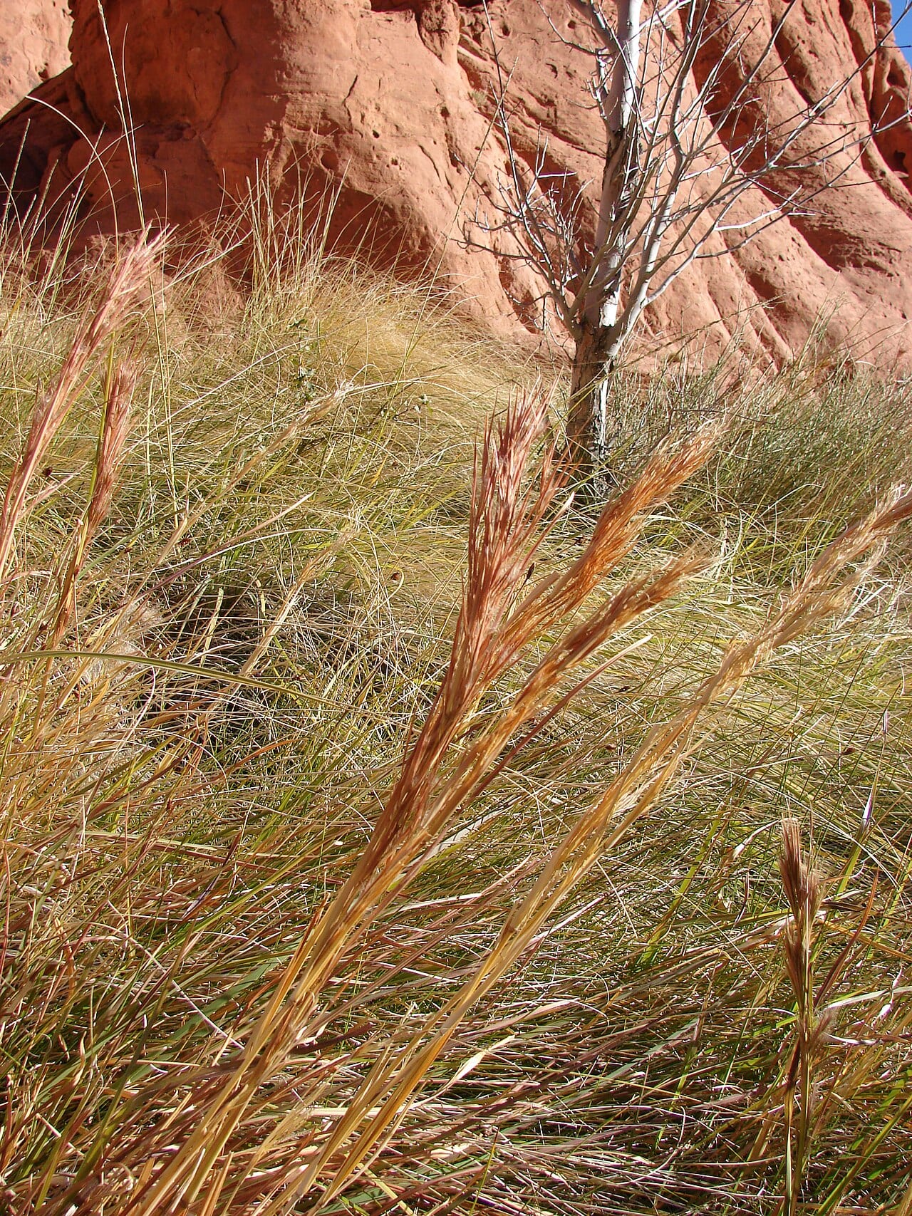 Bushy bluestem (Andropogon glomeratus)