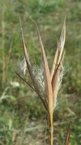 Elliott's bluestem (Andropogon gyrans var. gyrans)