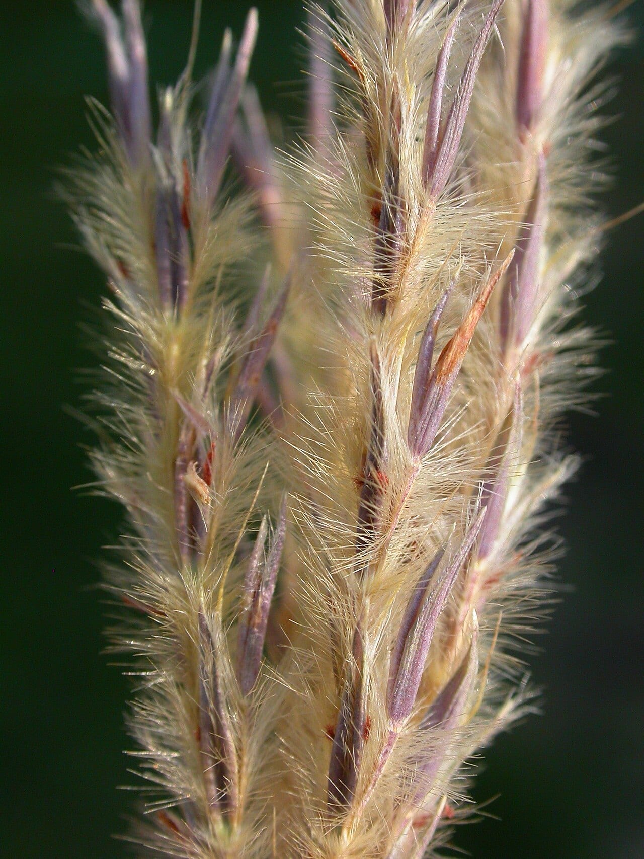 Sand bluestem (Andropogon hallii)