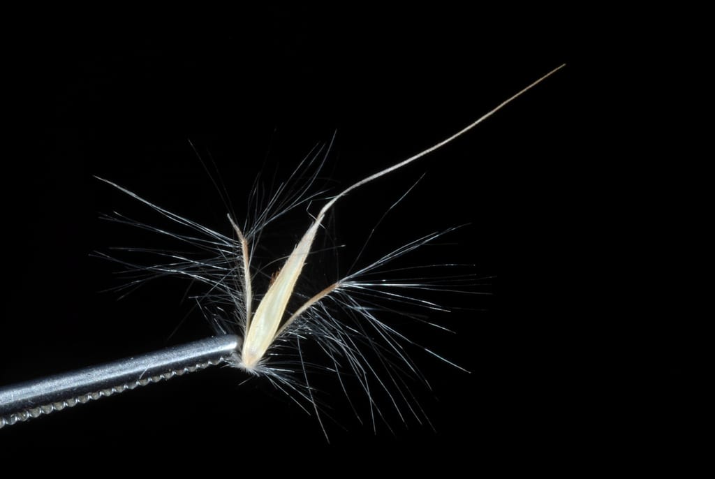Split bluestem (Andropogon ternarius var. ternarius)