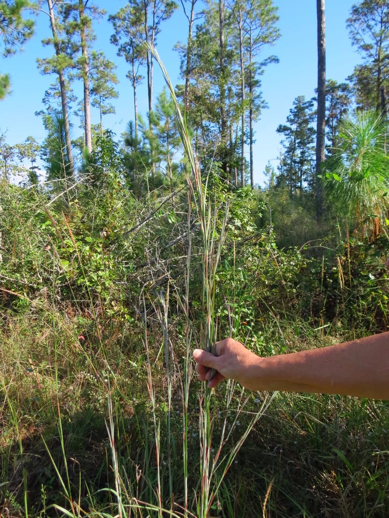 Broomsedge bluestem (Andropogon virginicus var. virginicus)