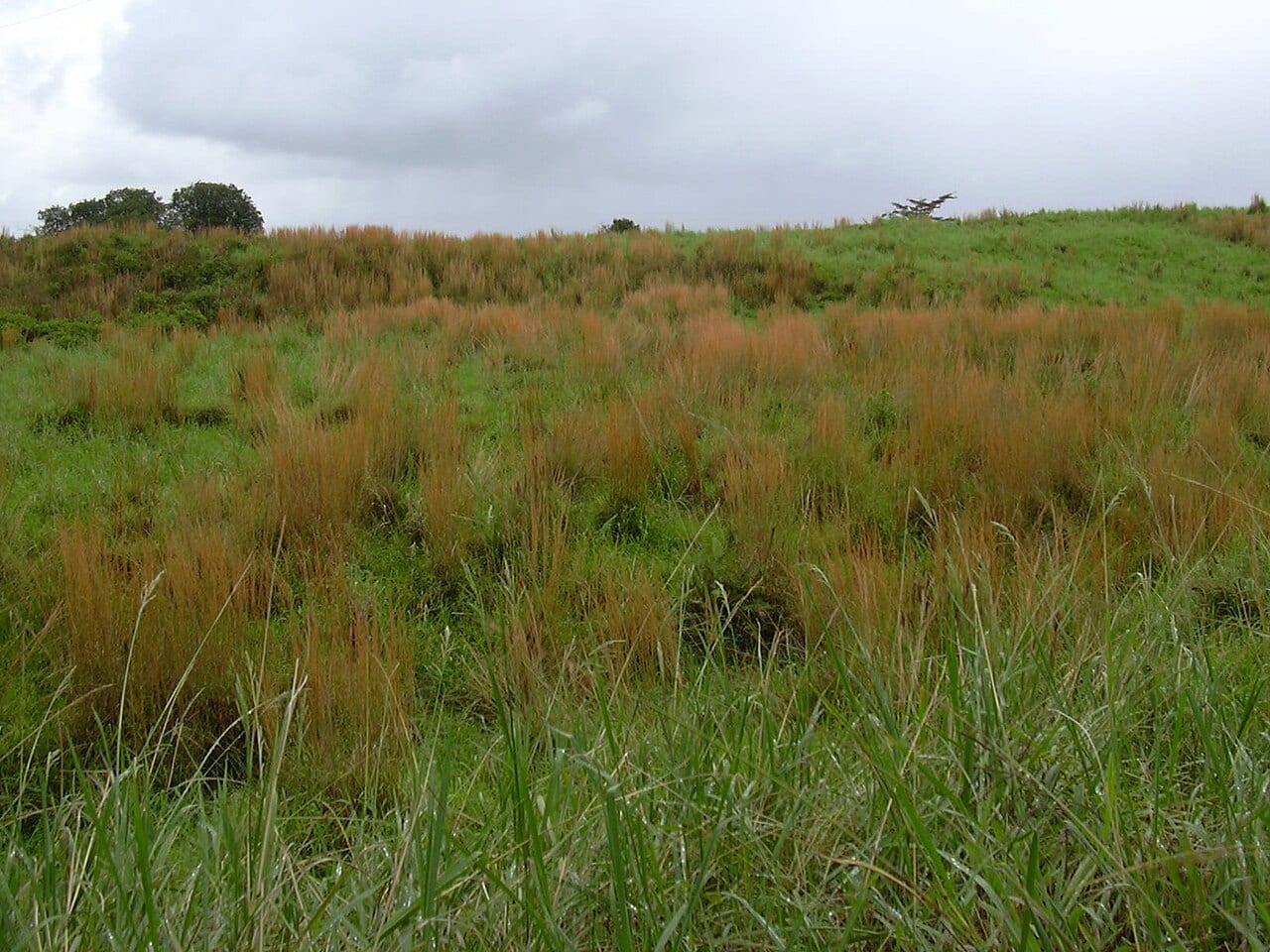 Broomsedge (Andropogon virginicus)