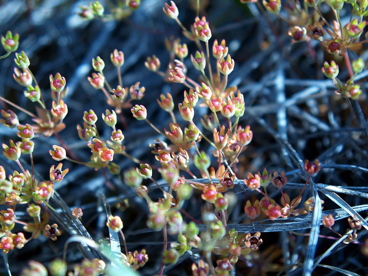 Western fairy candelabra (Androsace occidentalis)