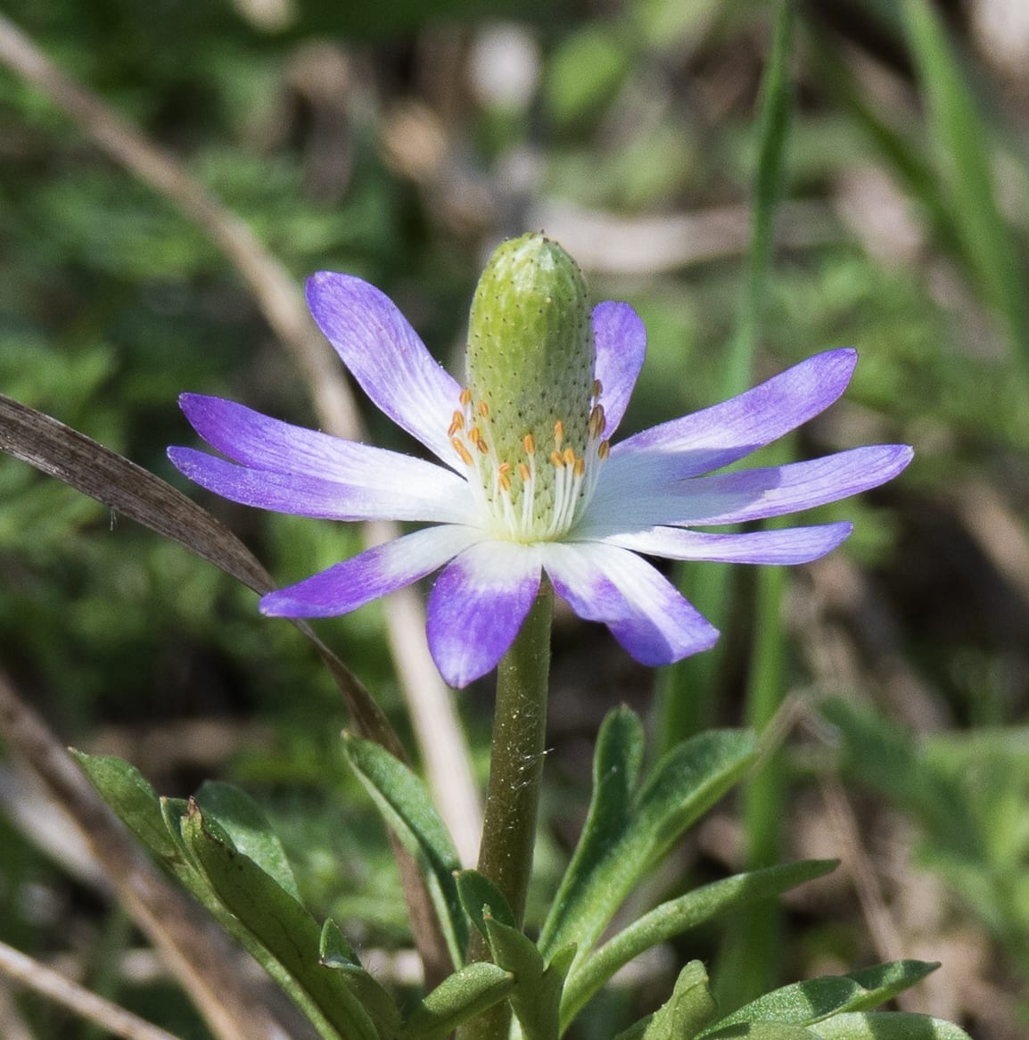 Tenpetal anemone (Anemone berlandieri)