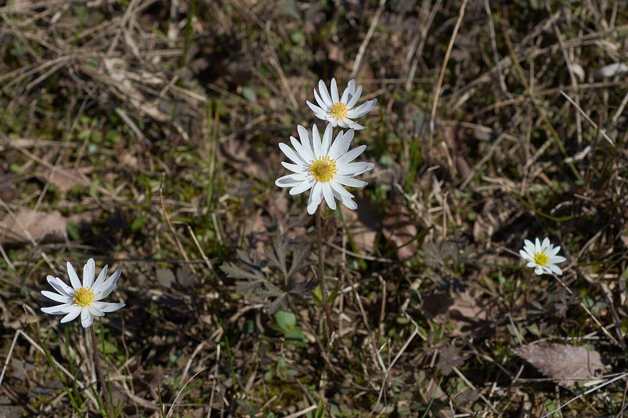 Carolina anemone (Anemone caroliniana)