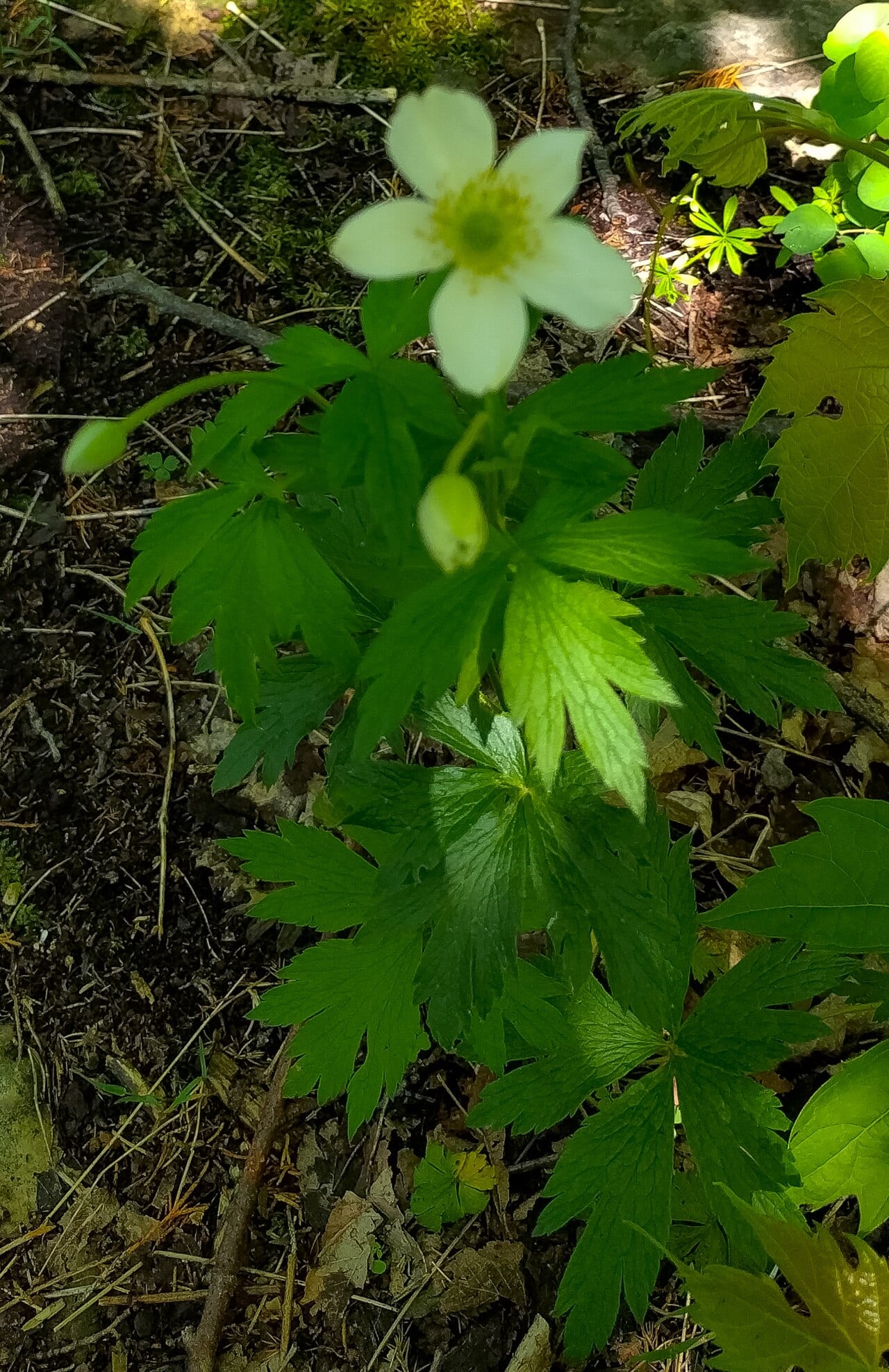 Candle anemone (Anemone cylindrica)