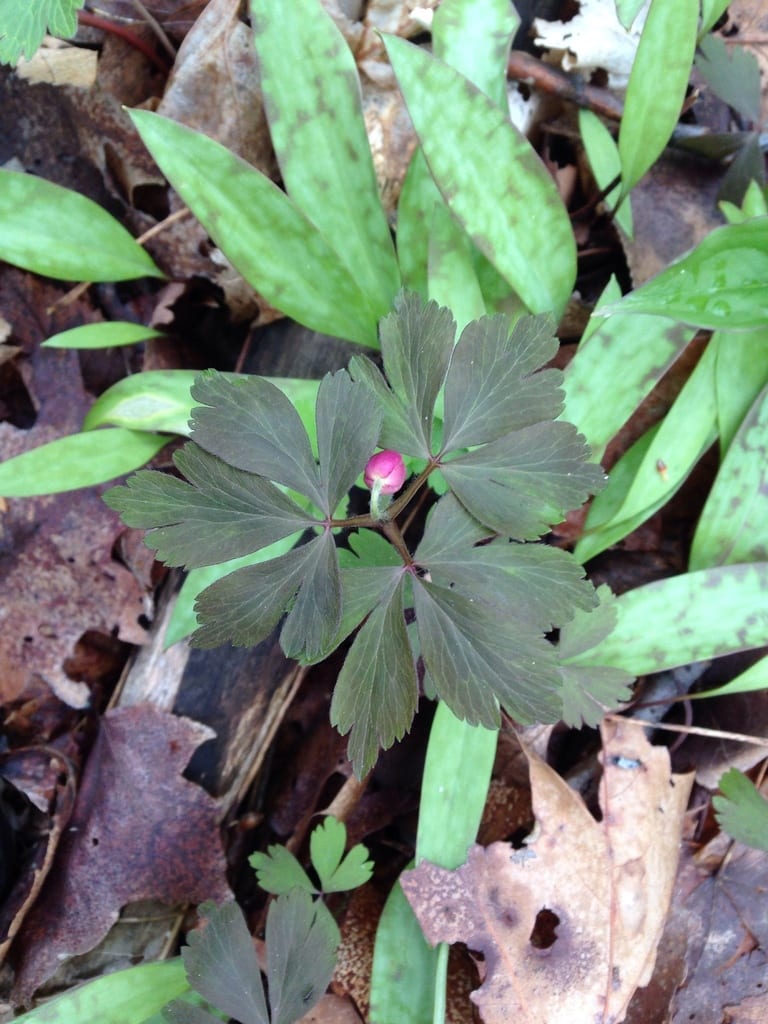 Nightcaps (Anemone quinquefolia var. quinquefolia)