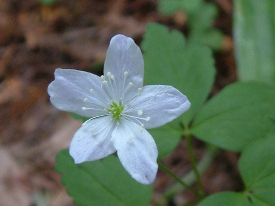 Wood anemone (Anemone quinquefolia)