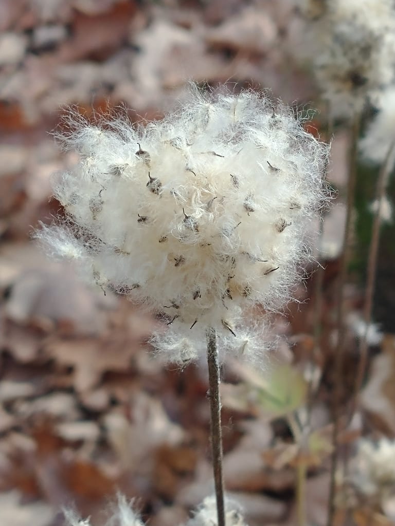 Tall thimbleweed (Anemone virginiana var. virginiana)