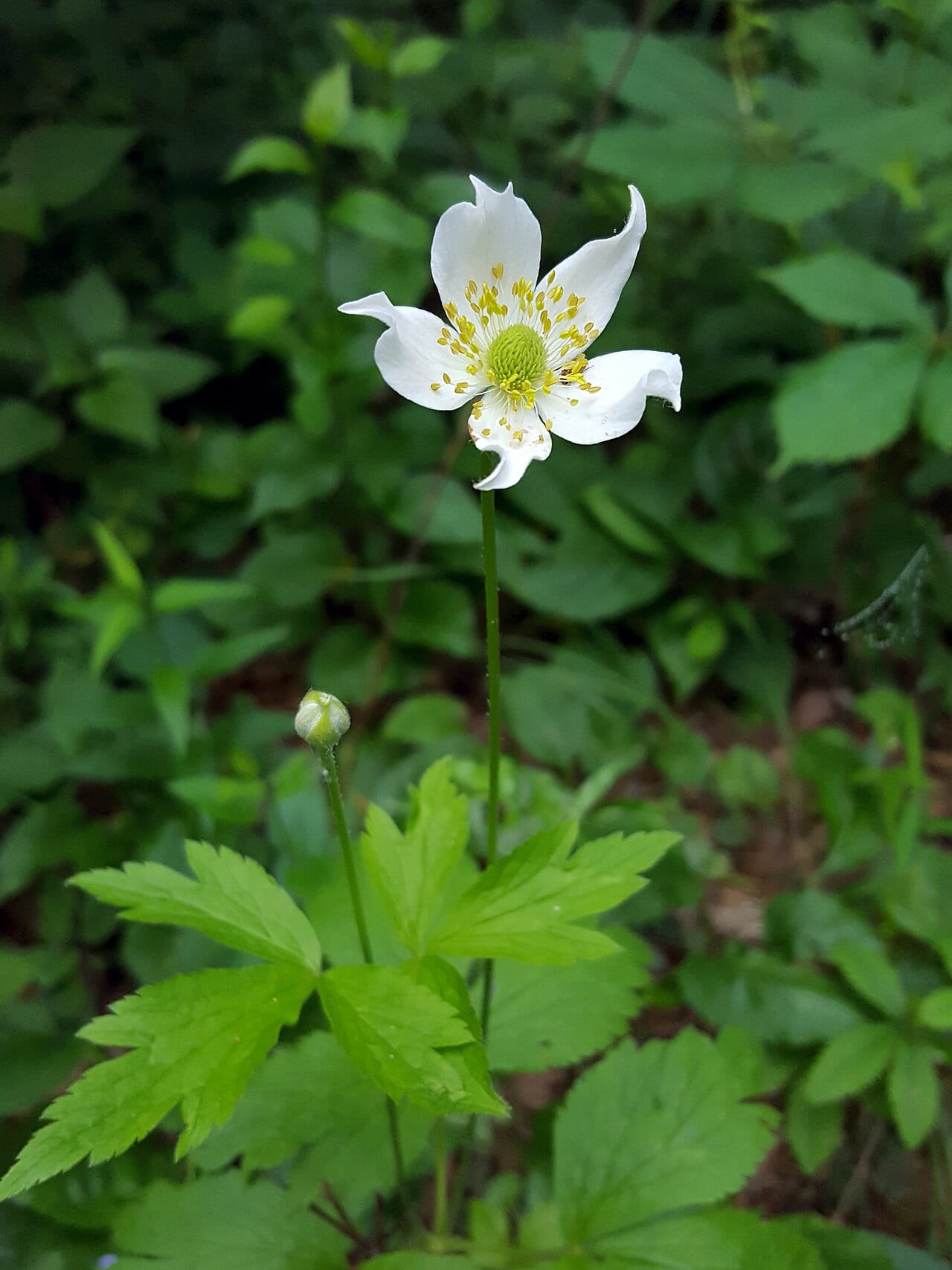 Tall thimbleweed (Anemone virginiana)