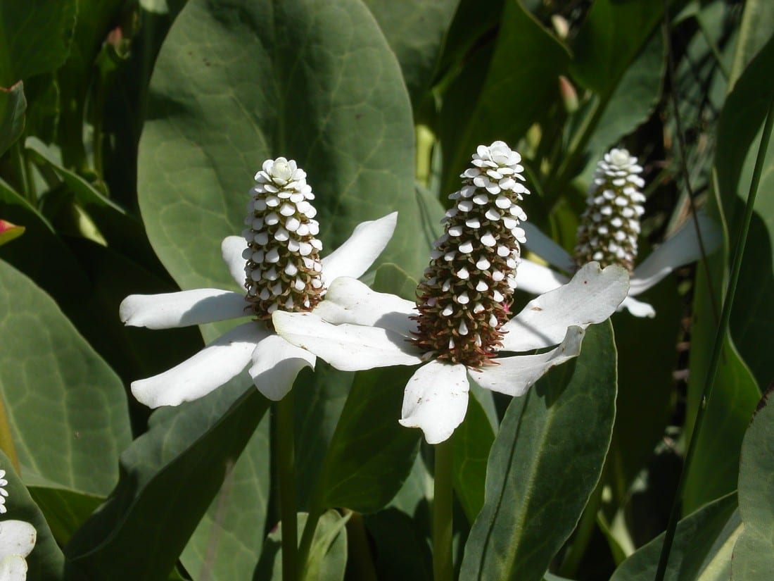 Yerba mansa (Anemopsis californica)
