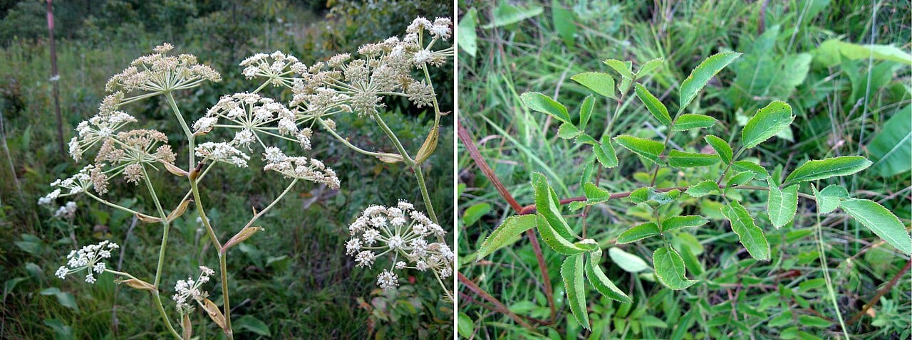 Hairy angelica (Angelica venenosa)