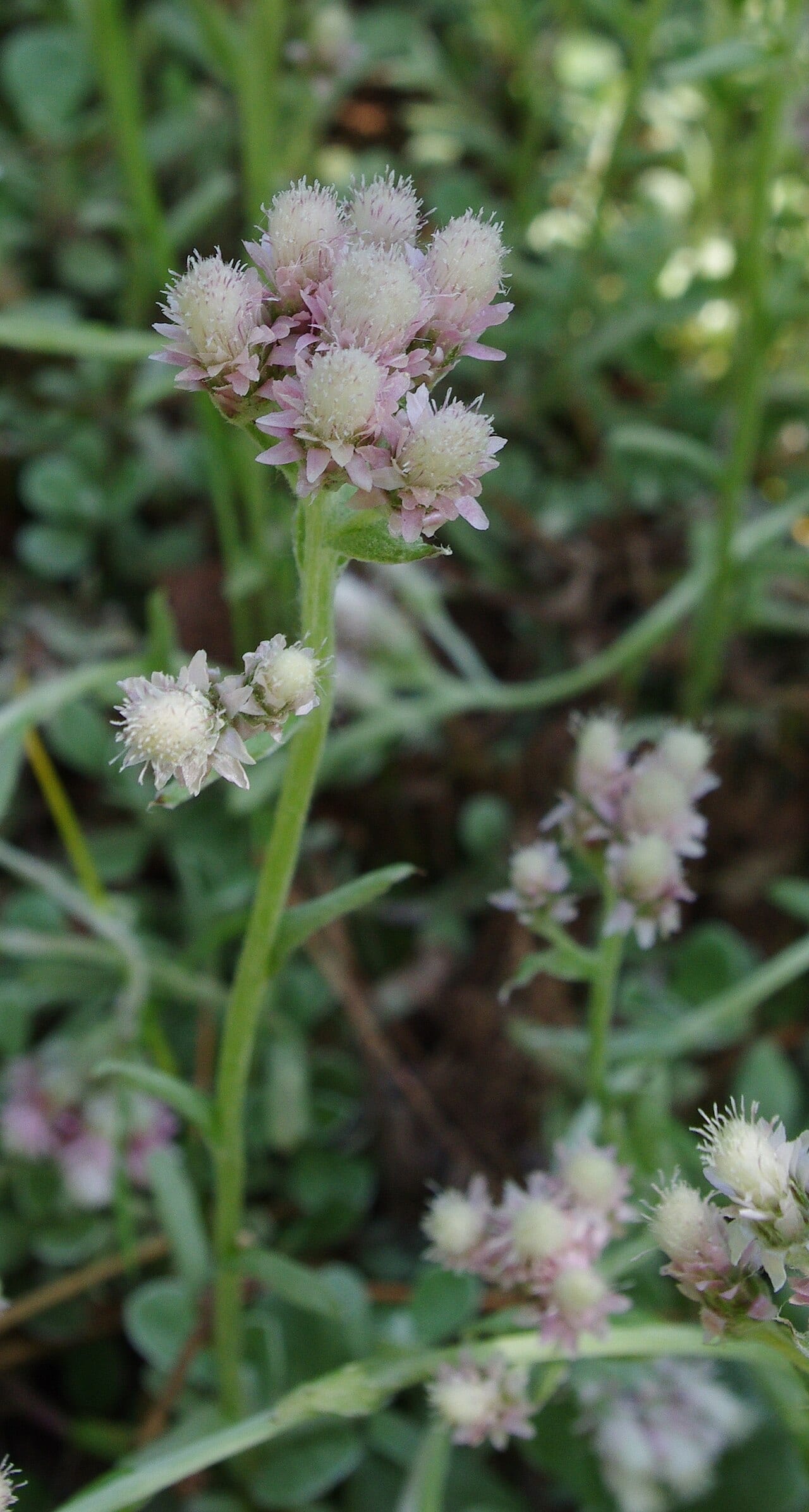 Field pussytoes (Antennaria neglecta)