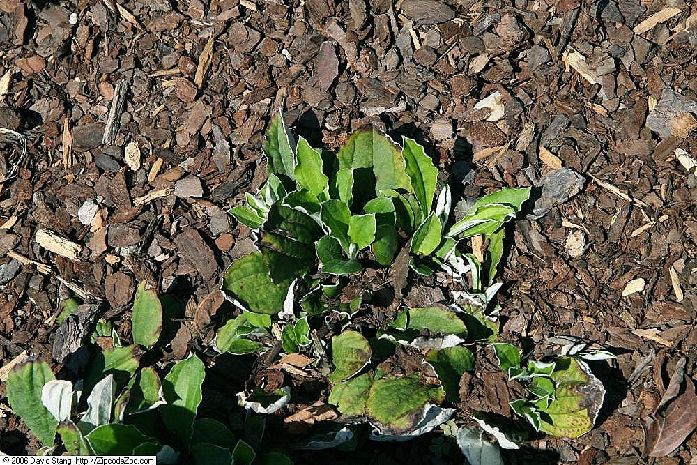 Parlin's pussytoes (Antennaria parlinii)